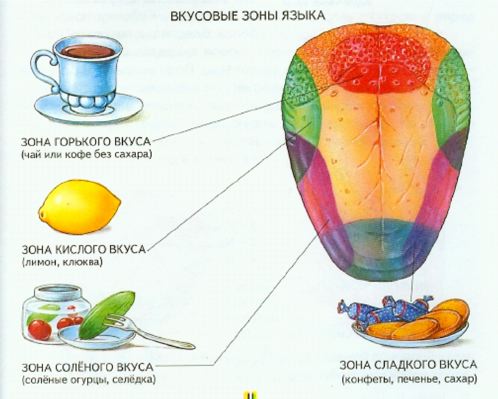 vkusovye-zony.jpg