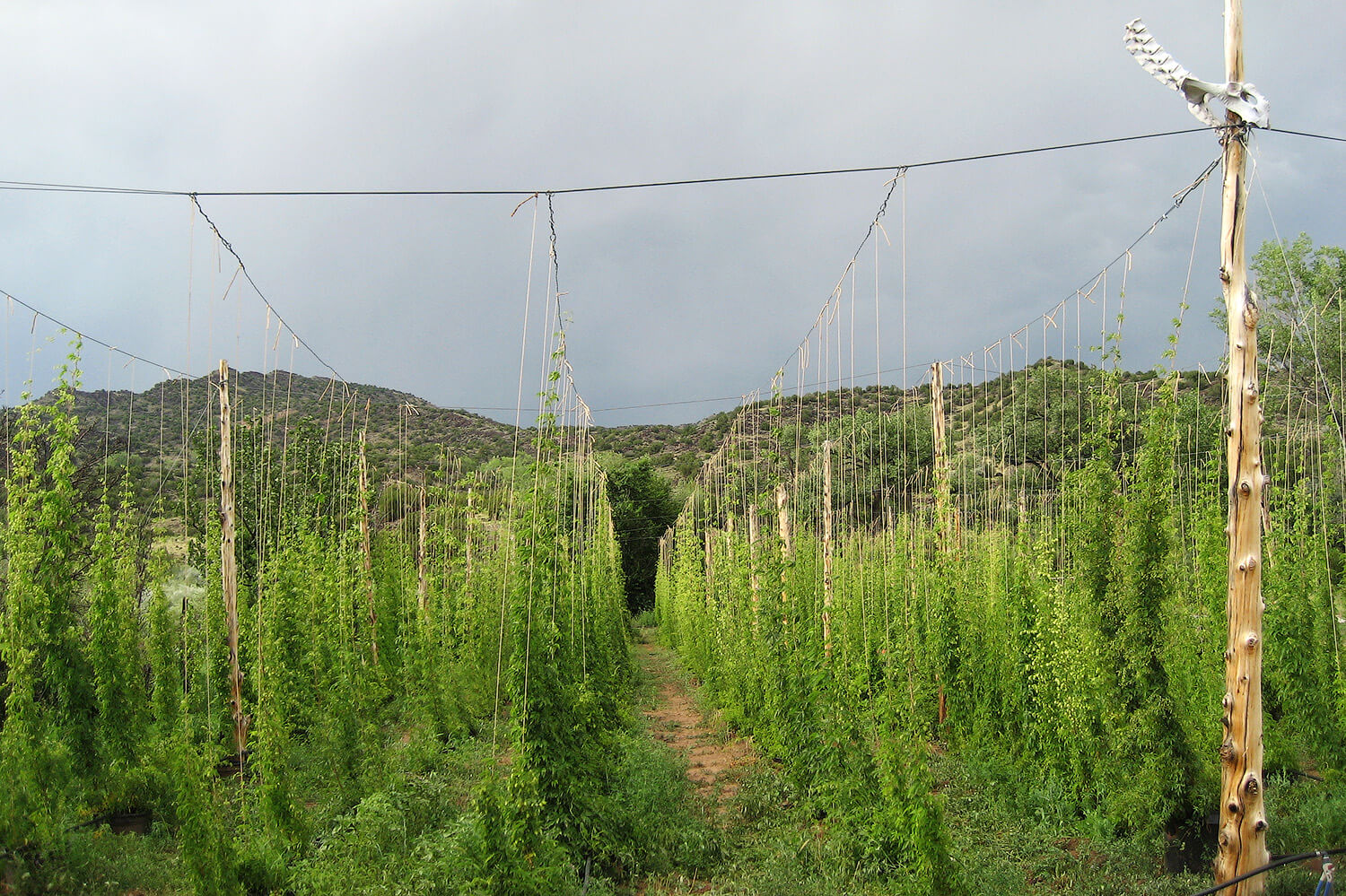 neomexicanus-hops2.jpg