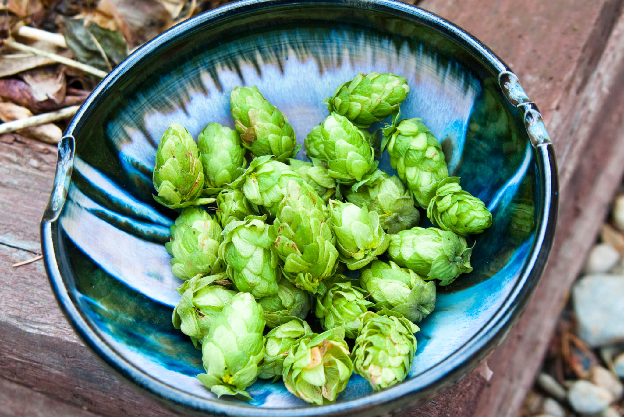 hops.jpg