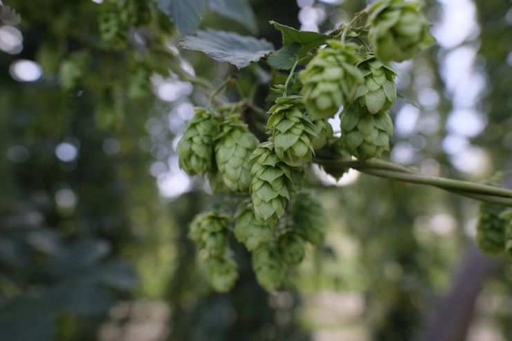 Hop Products Australia анонсировала новый сорт хмеля