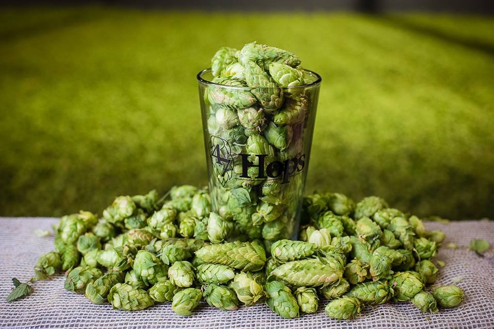 47hops.jpg