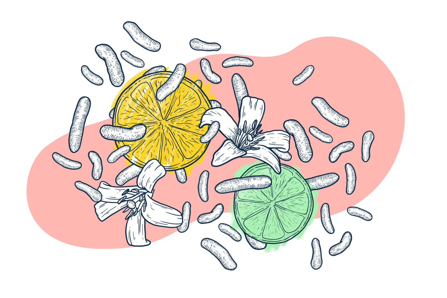lactic-acid-fermentation2.png