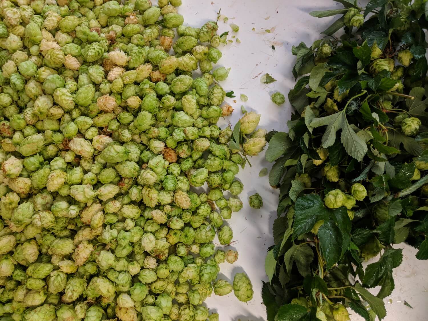australia-hops-harvest18.jpg