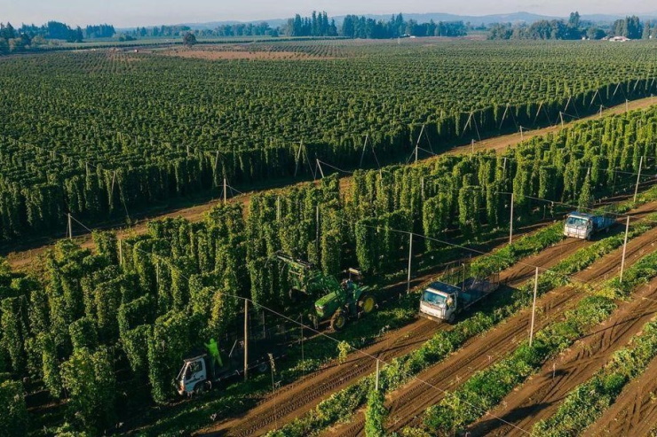 Почему хмель от Yakima Chief Hops должен быть в вашем пиве?