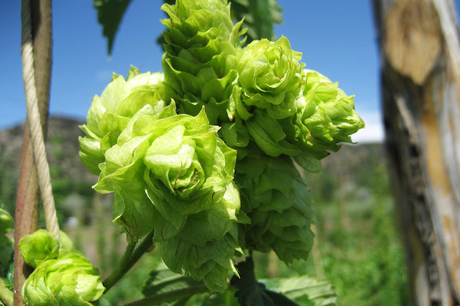 neomexicanus-hops1.jpg