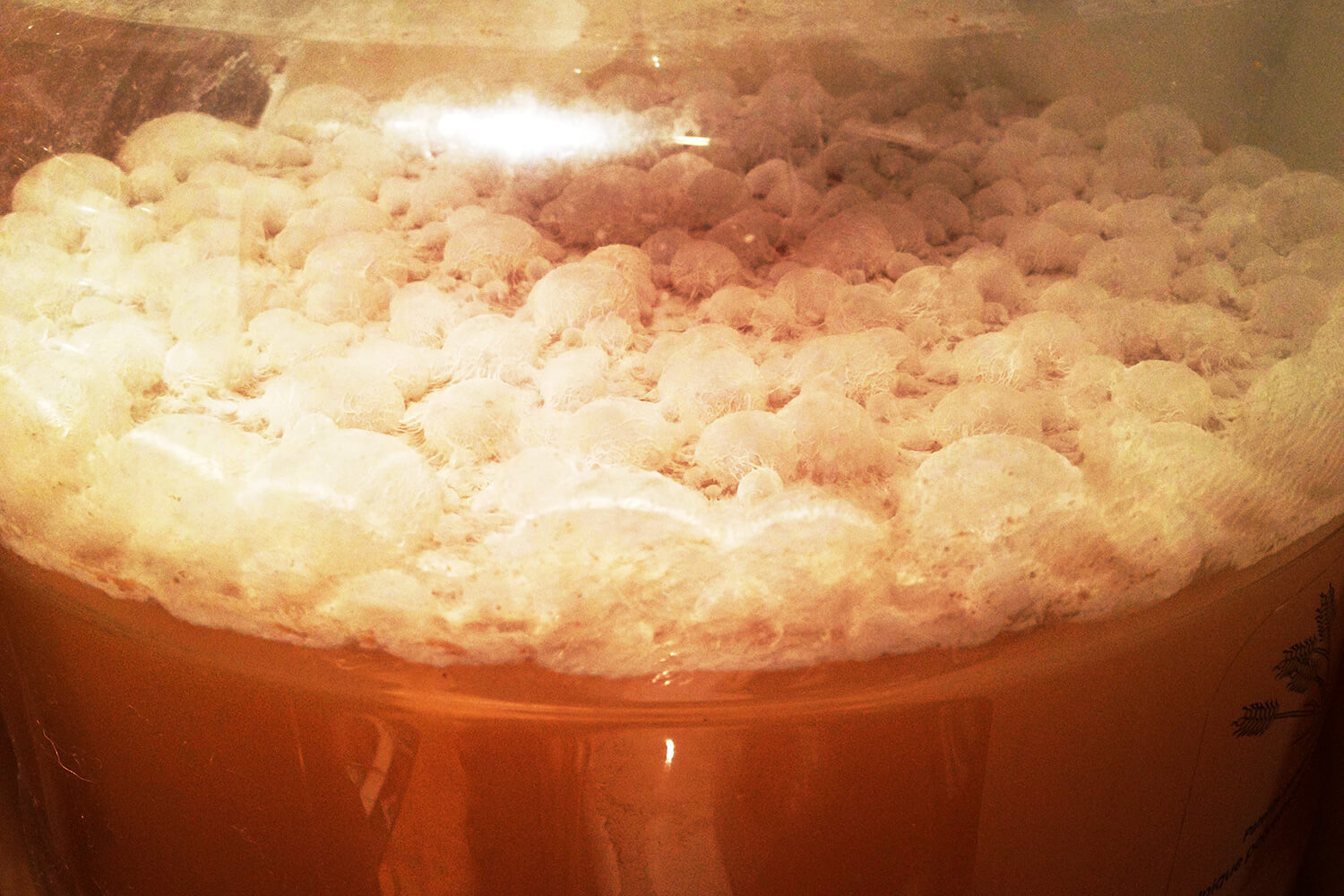 lactobacillus.jpg