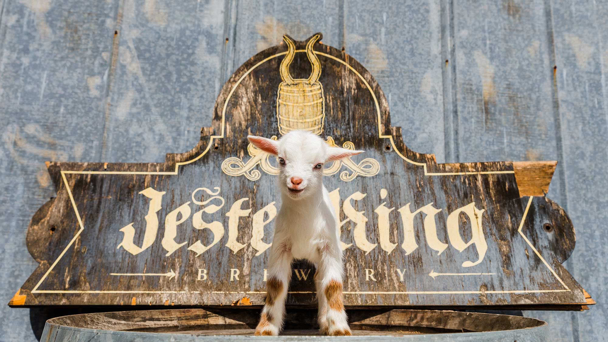 jester-king2.jpg