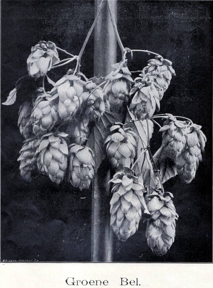 groene-bel-1908.jpg